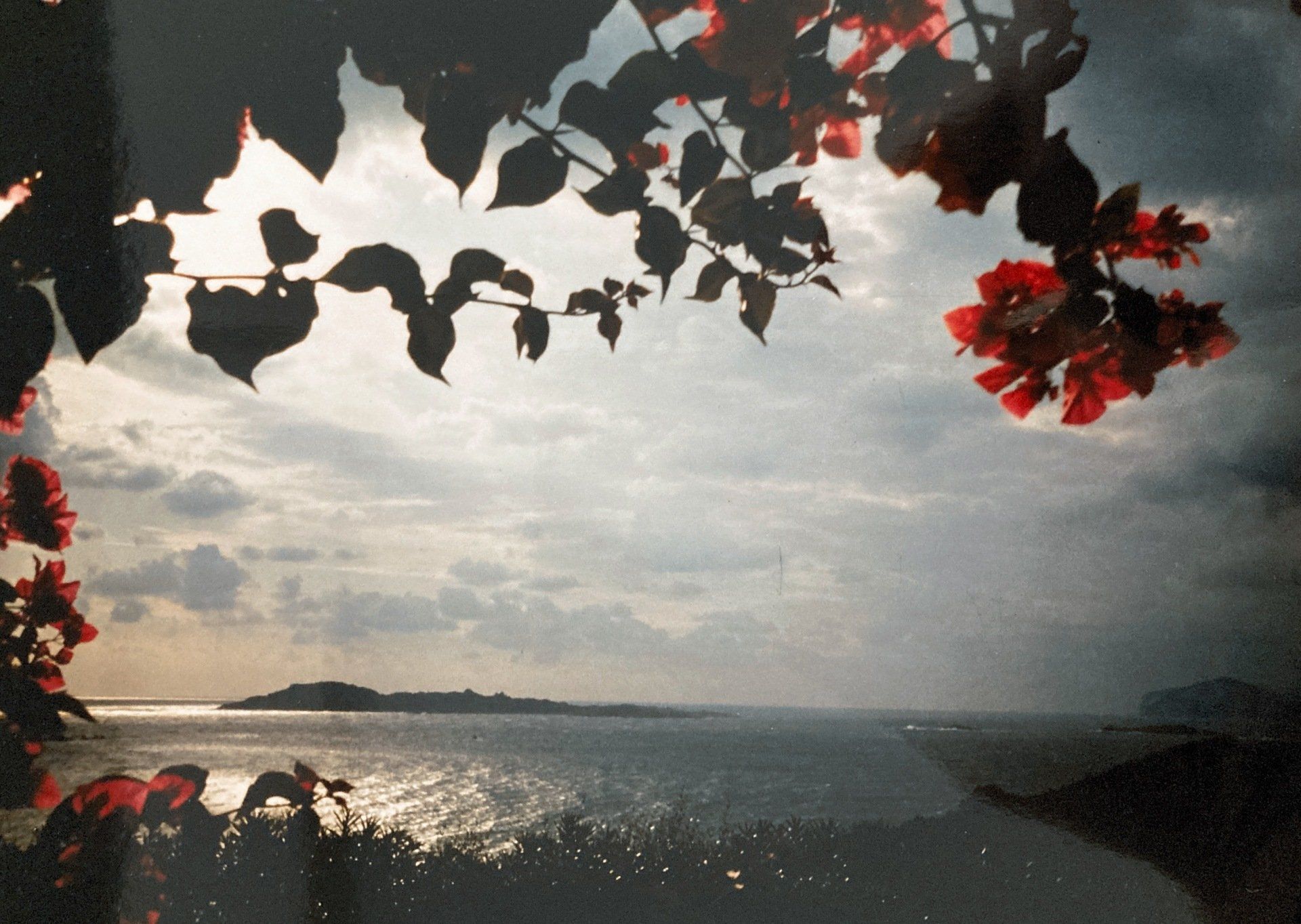 Ein Blick auf ein Gewässer mit Blumen im Vordergrund