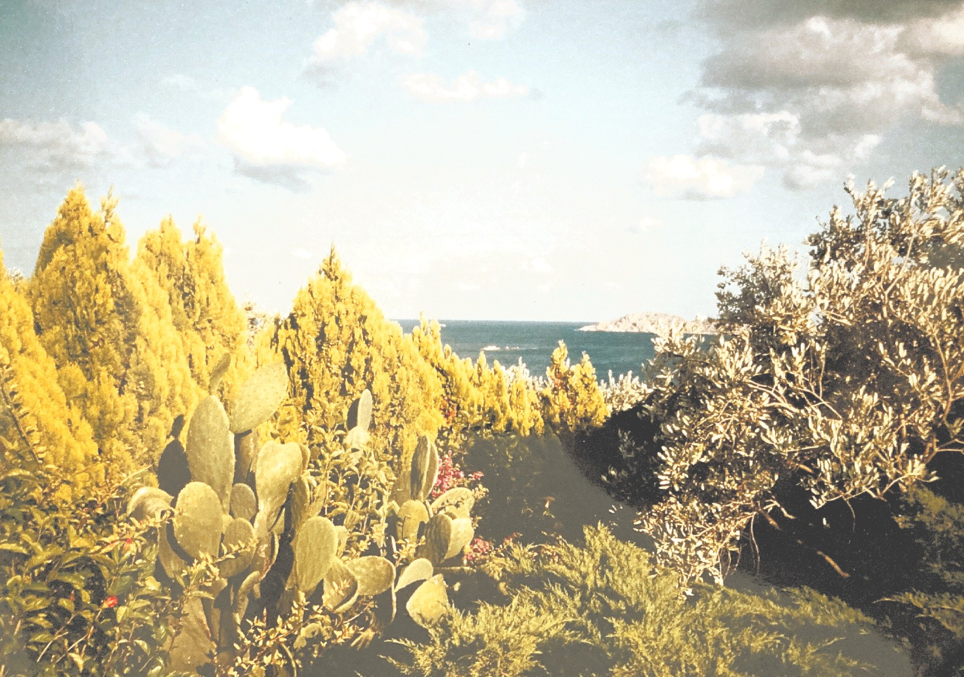 Eine Landschaft mit Bäumen und Kakteen mit dem Meer im Hintergrund
