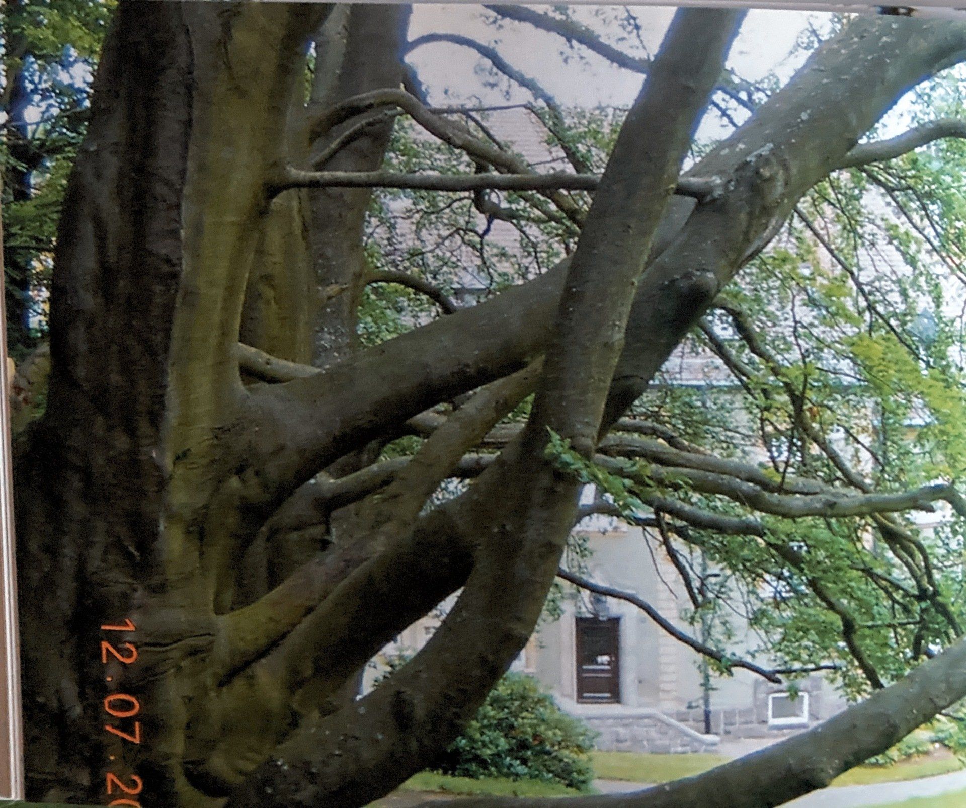 Ein Foto von einem Baum aufgenommen am 12 07 21