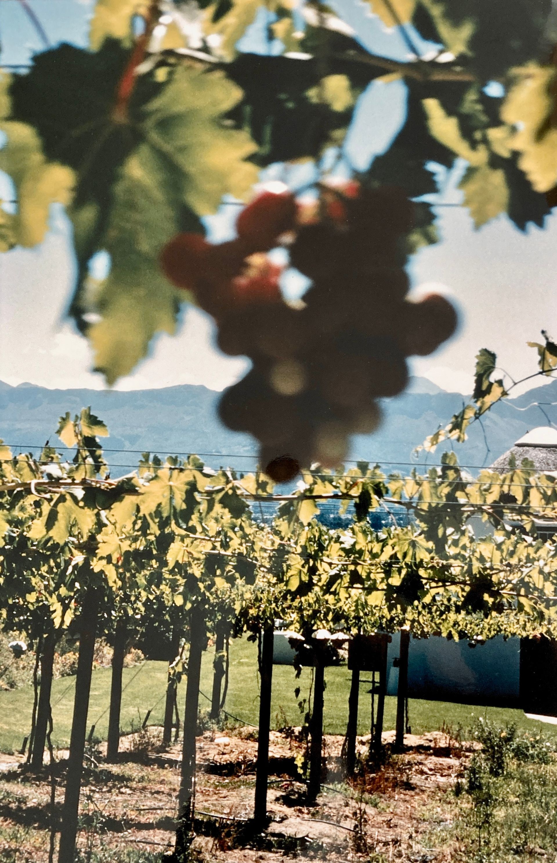 Eine Weintraube, die an einem Weinstock in einem Weinberg hängt