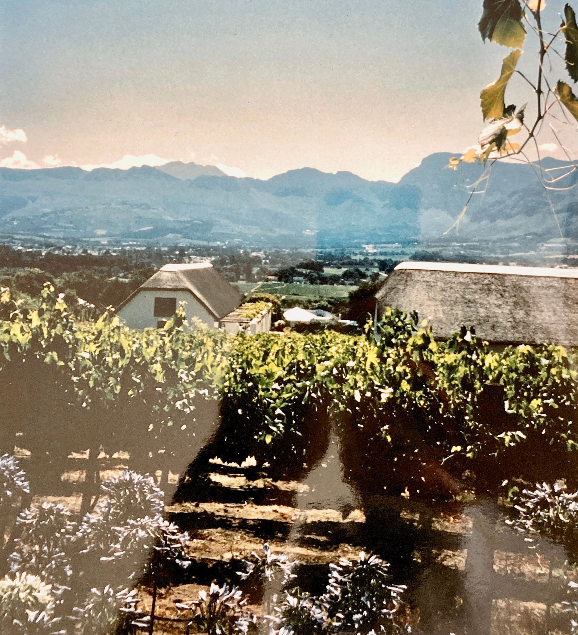 Ein Bild von einem Weinberg mit Bergen im Hintergrund