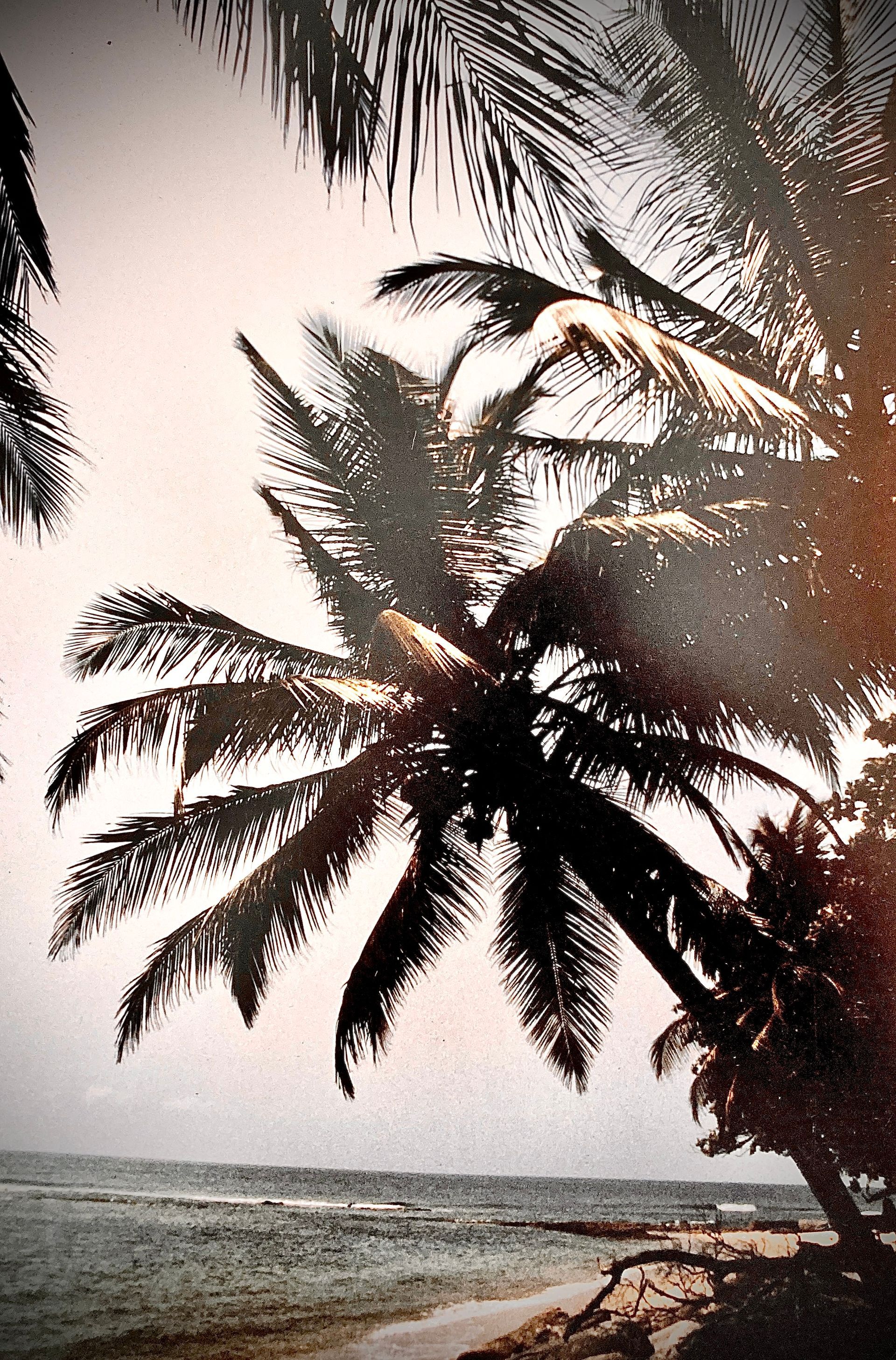 Palmen an einem Strand mit dem Meer im Hintergrund