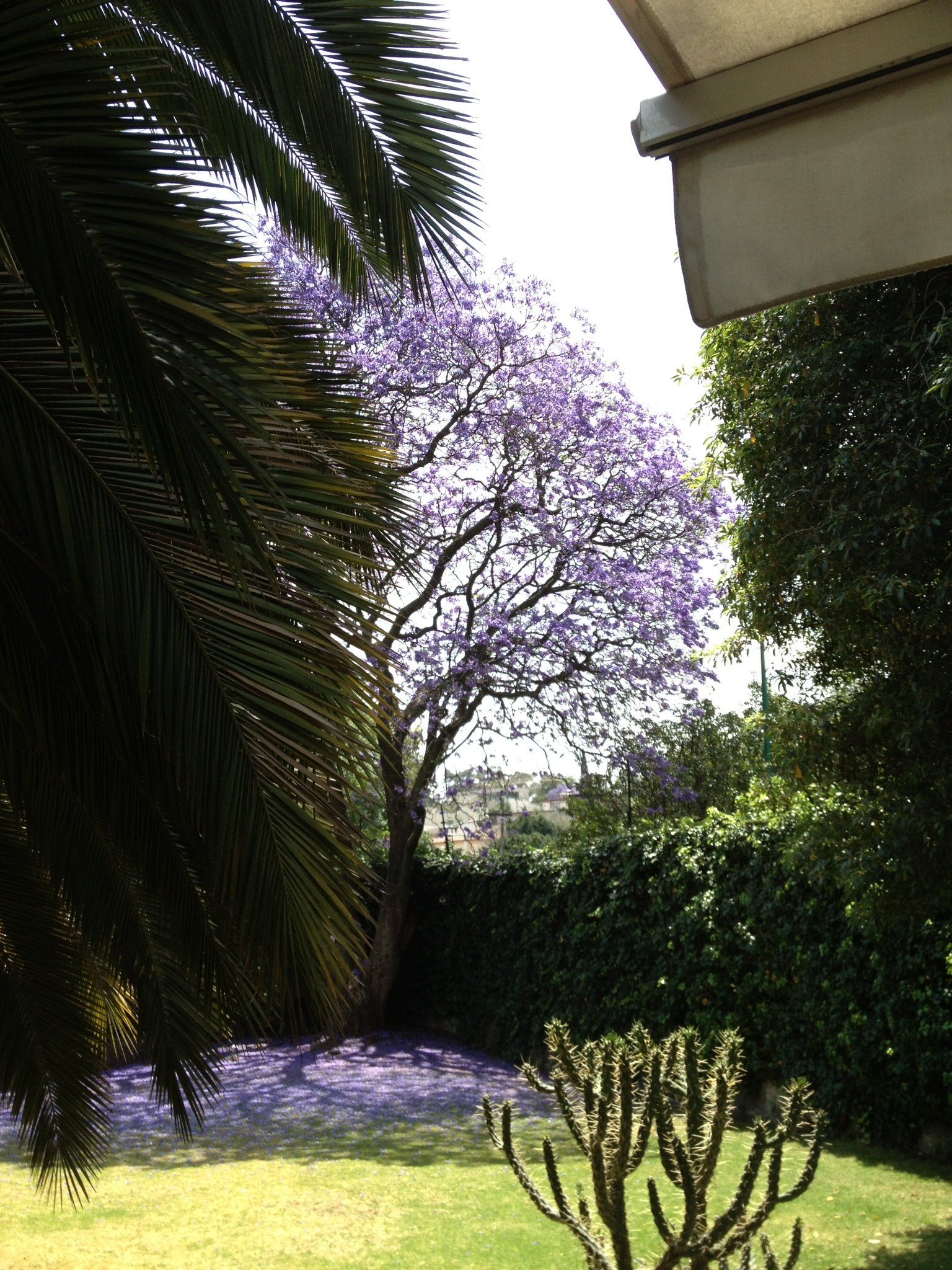 Ein Baum mit lila Blüten ist von Palmen umgeben