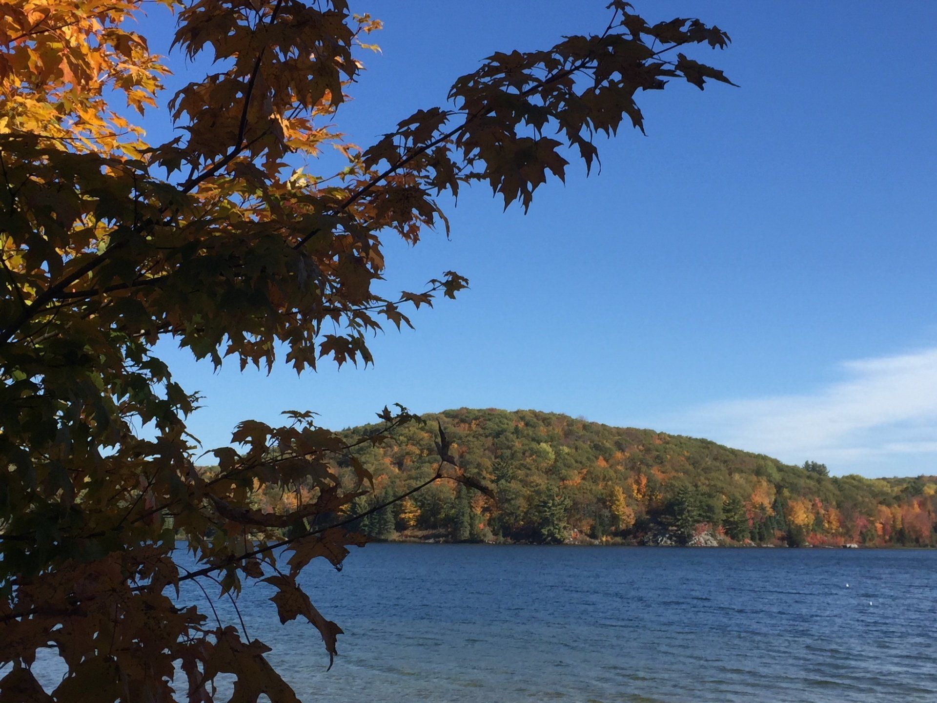Ein von Bäumen umgebener See an einem sonnigen Tag