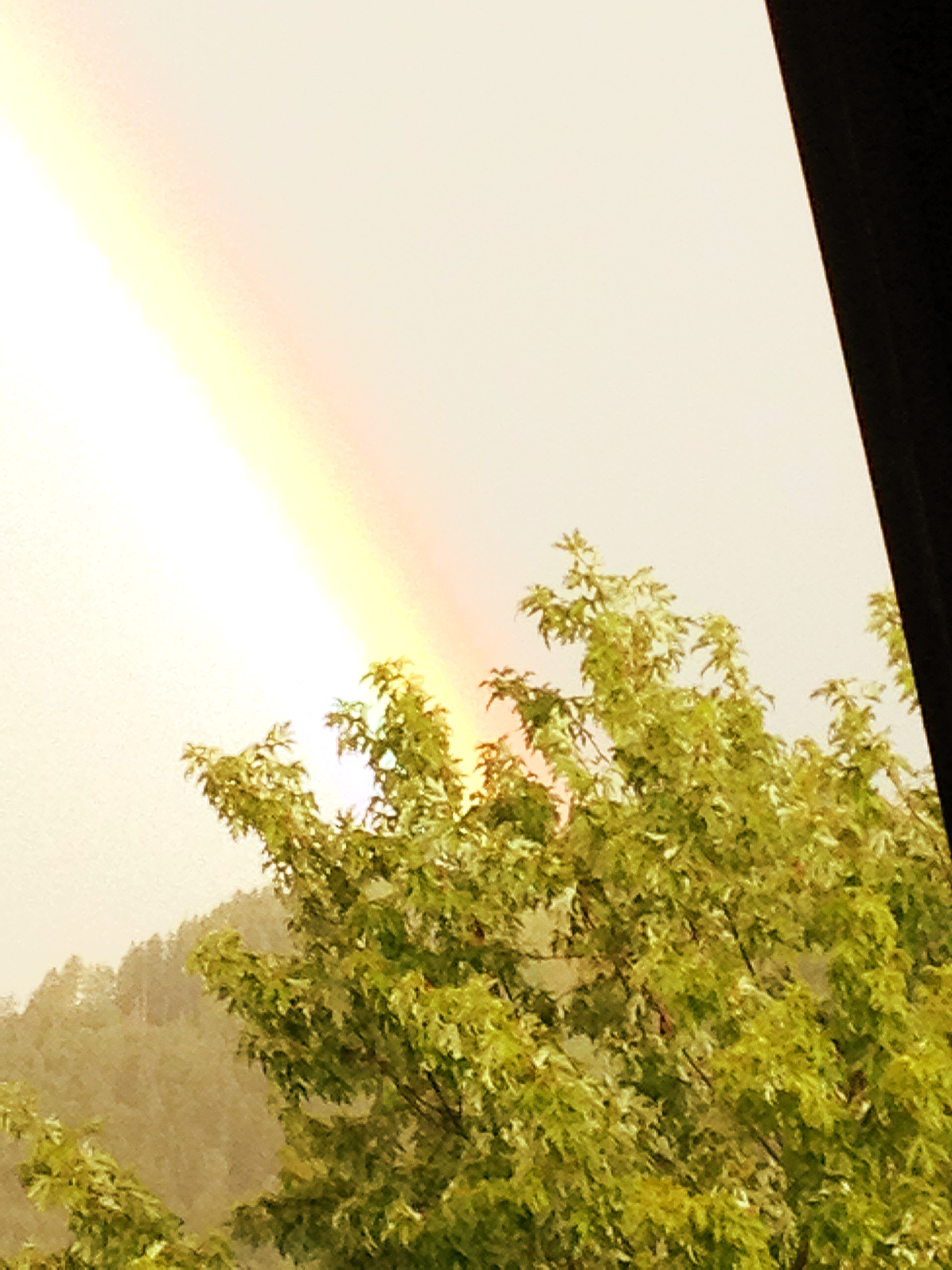 Ein Baum mit einem Regenbogen am Himmel darüber