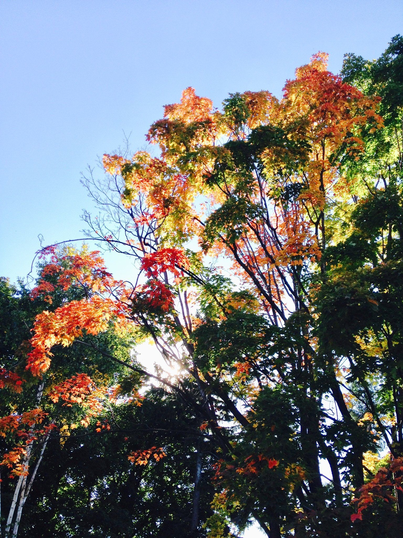 Ein Baum mit roten und gelben Blättern vor einem blauen Himmel