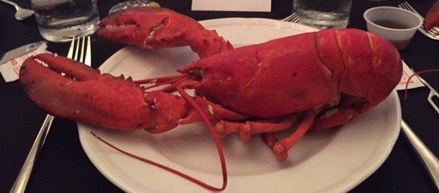 Ein großer Hummer liegt auf einem weißen Teller auf einem Tisch.