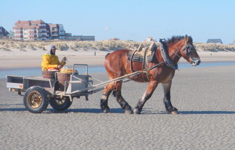 Ein Pferd zieht einen Karren am Strand