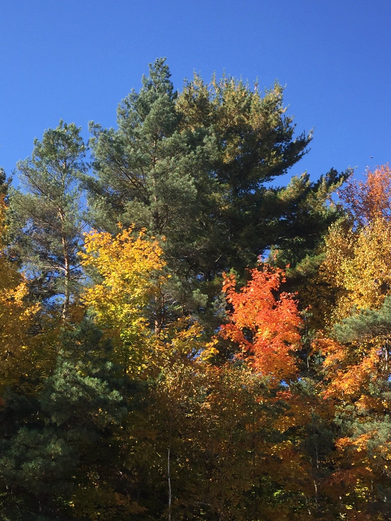Ein Wald mit Bäumen, die im Herbst ihre Farbe ändern