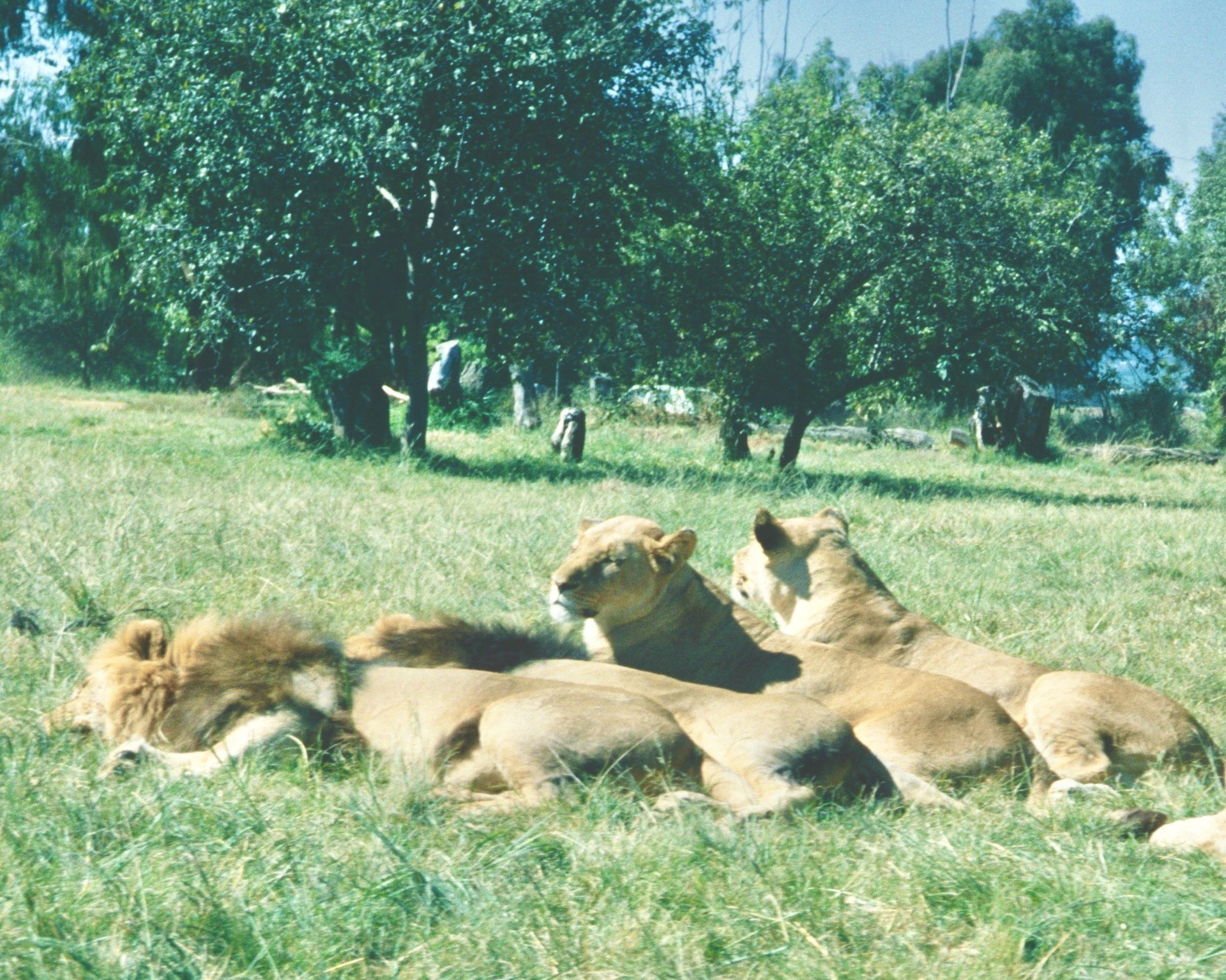Eine Gruppe von Löwen, die im Gras liegen, mit Bäumen im Hintergrund