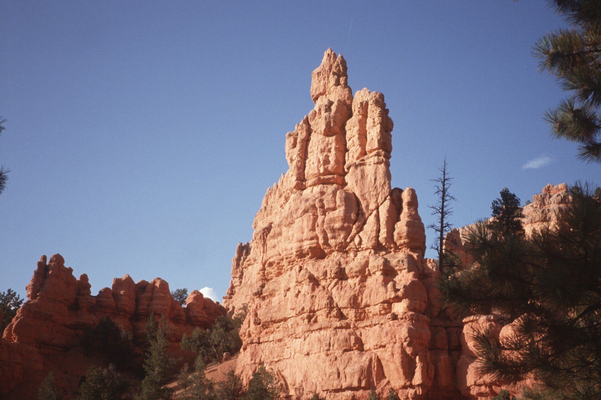 Eine große Felsformation mitten in einem Wald