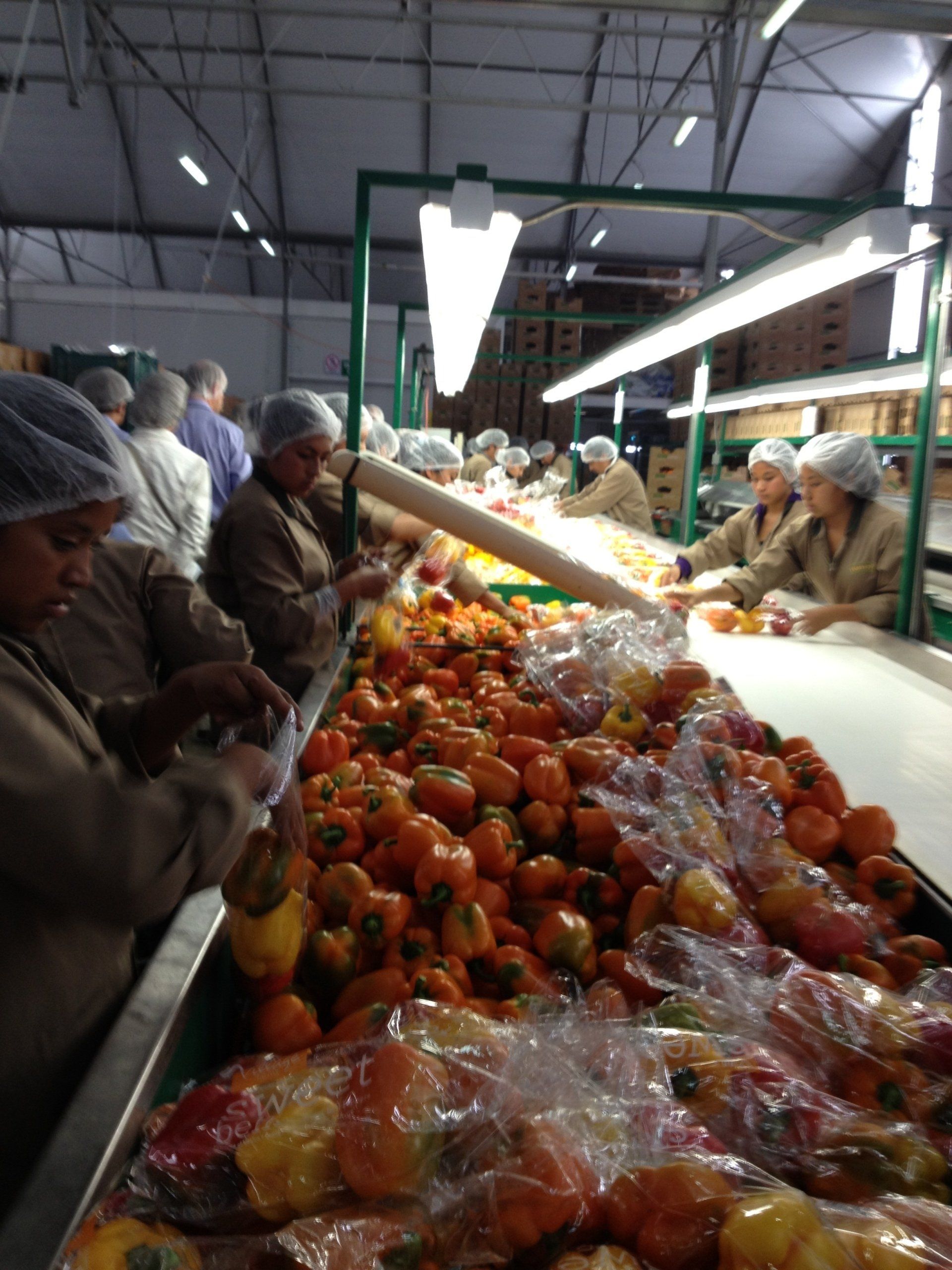 Eine Gruppe von Menschen arbeitet an einem Förderband voller Paprika