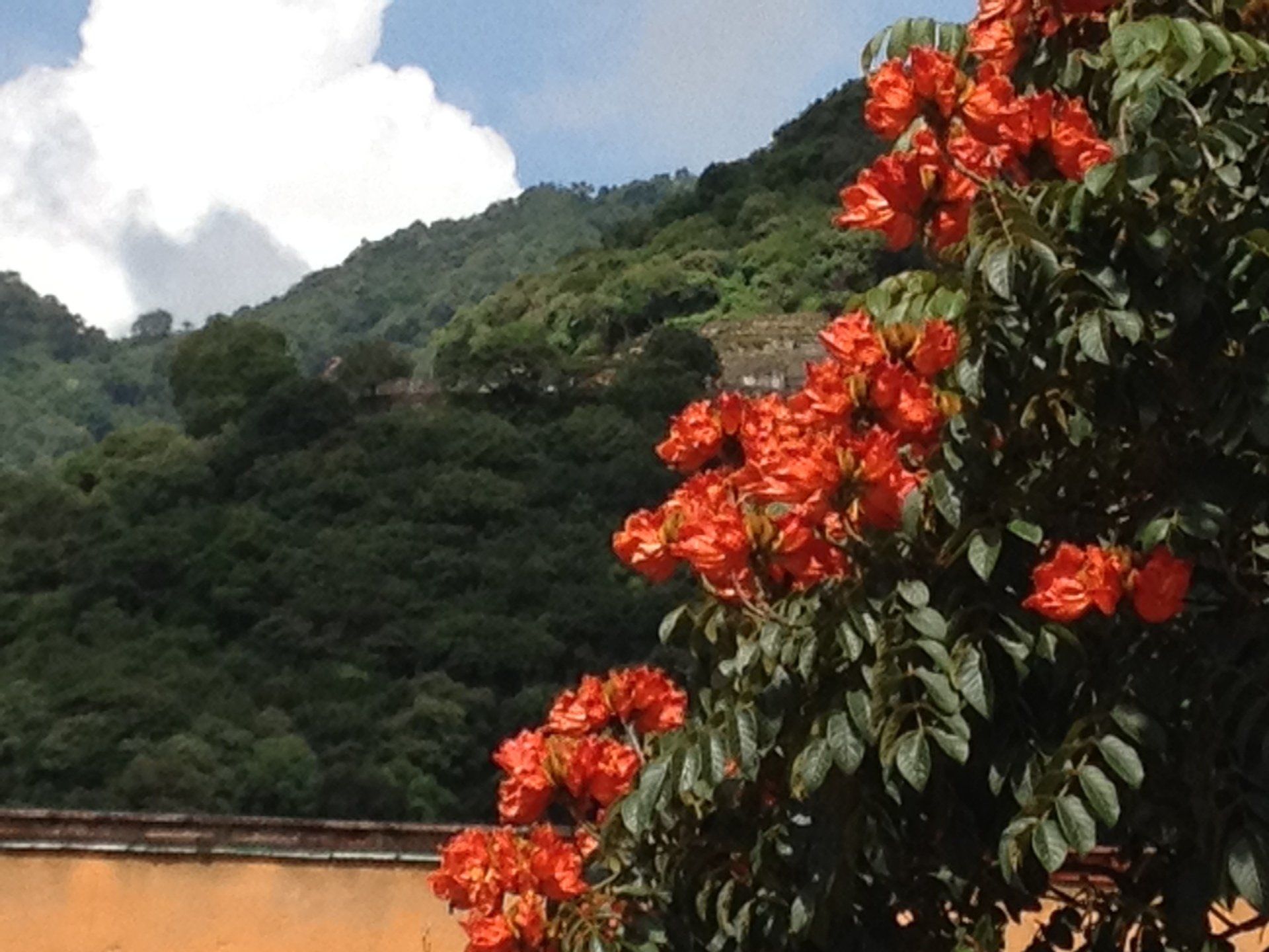 Ein Baum mit roten Blüten vor einem Berg