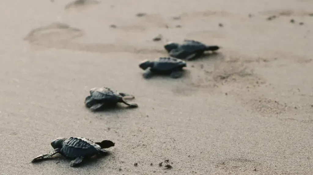 Baby sea turtles crawling across sandy beach toward the water