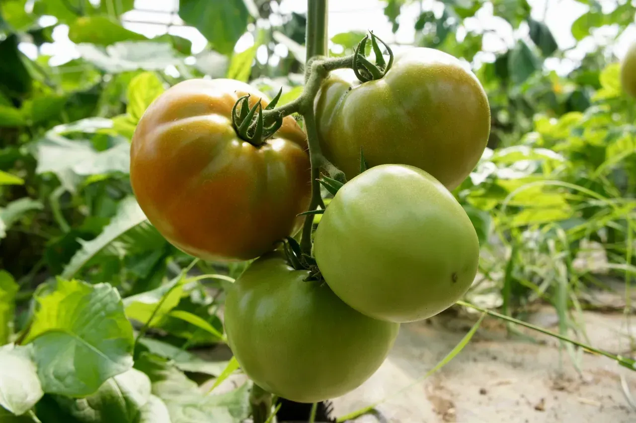 A bunch of tomatoes are growing on a vine in a greenhouse.