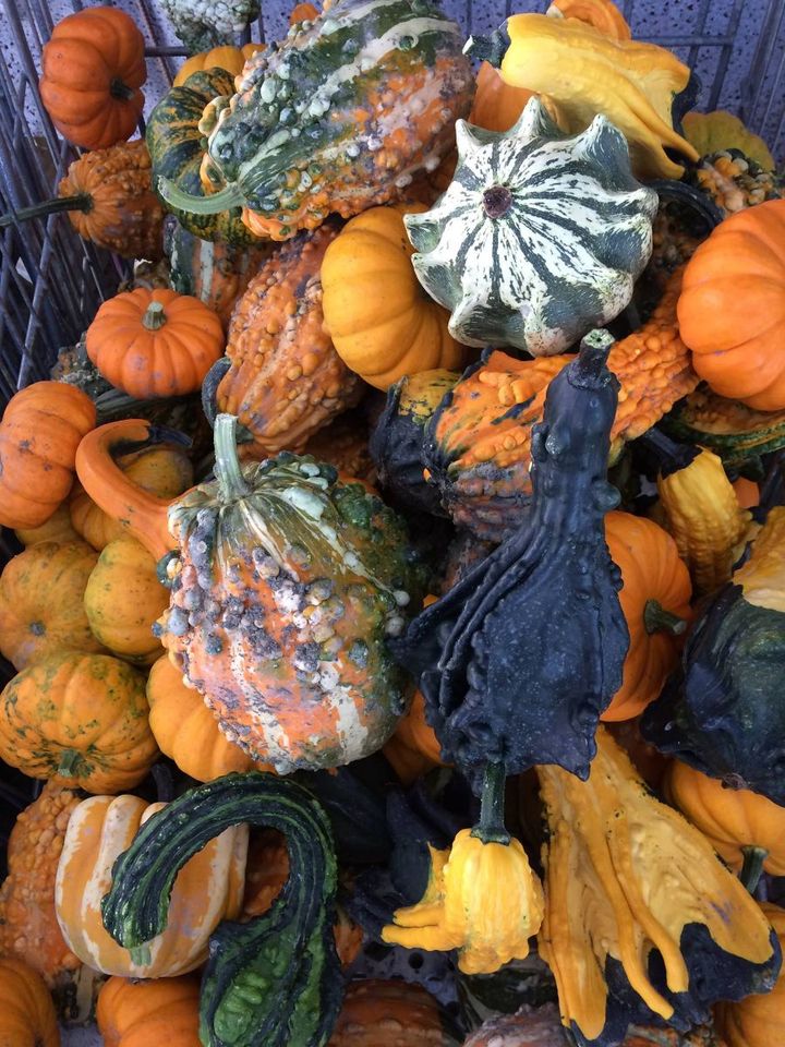 Pumpkins for decoration