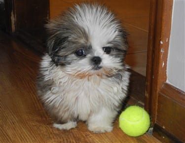 Small Shih Tzu puppy with tennis ball