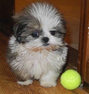 a Small Shih Tzu puppy with tennis ball