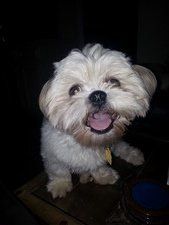solid-white-shih-tzu-no-other-color