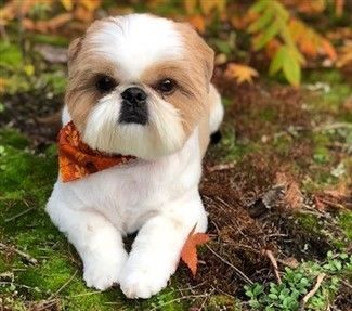 double color Shih Tzu - Gold and White