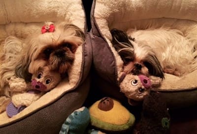 Shih Tzu dogs in bed