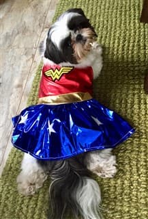 Shih Tzu in Wonder Woman costume