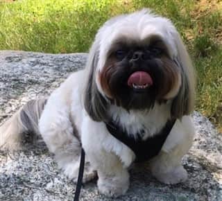 https://lirp.cdn-website.com/ee8a10f1/dms3rep/multi/opt/15-lb-shih-tzu+%28320+x+290%29-min-960w.jpg