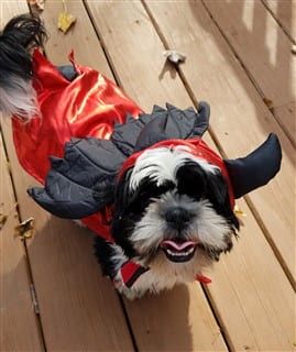 puppy costume