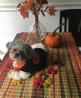 shih tzu halloween pic