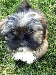 Blue brindle sales shih tzu