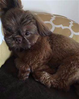 example 3- brown shih tzu puppy