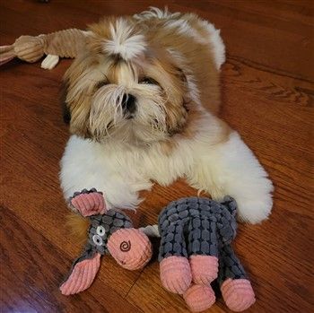 Clean Shih Tzu dog with toy