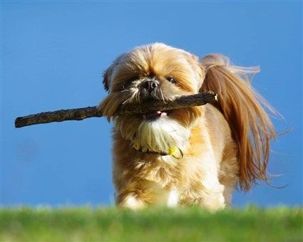 Cute Shih Tzu dog with stick in his mouth