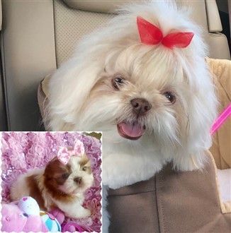Liver and White Shih Tzu, Before and After