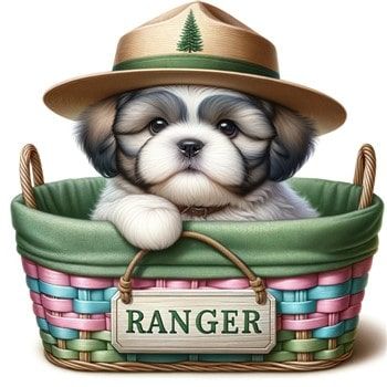 Shih Tzu puppy named Ranger