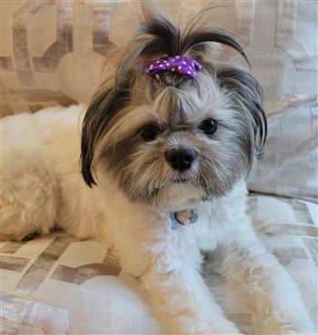 Shih Tzu with short cut and longer face hairs