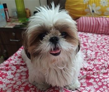 Shih Tzu with Puppy Cut Hair Style