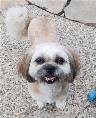 Shih Tzu shaved with full tail and ears