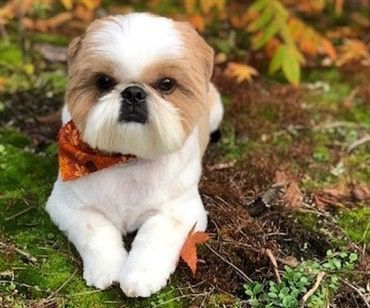 Adorable Shih Tzu Hair Styles