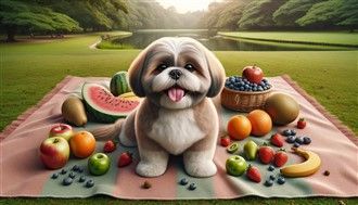 Shih Tzu dog with fruit on picnic blanket