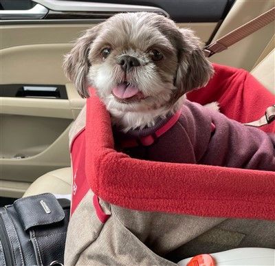 Shih Tzu in red car seat