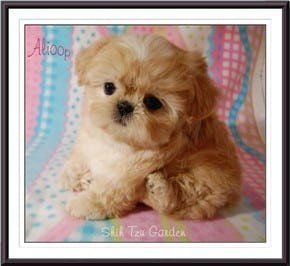 Teacup Shih Poo Preloved Shih Tzus For Sale Teddy Bear Malti Shih