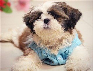Shih Tzu, 3 months old, ready for potty training