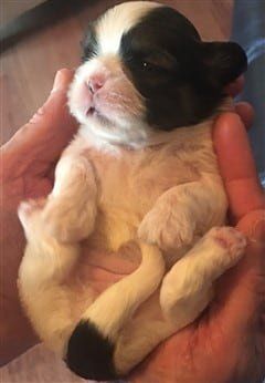 Shih Tzu puppy at 2 weeks old