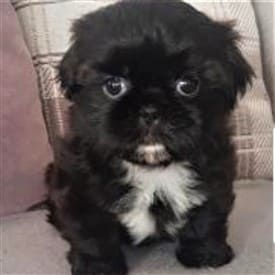 Shih-tzu-Bella-black-puppy-pic