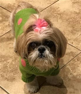 Shih Tzu in green and pink sweater