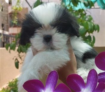 Young shih tzu puppy near purple flowers