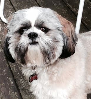 do shih tzus need to be groomed
