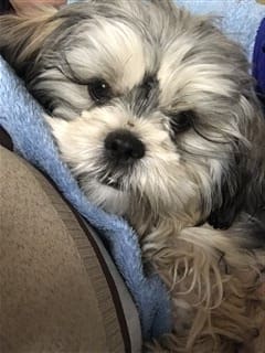 why do shih tzus eat their poop