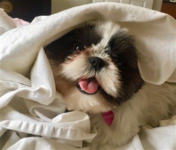 HOT Shih Tzu Dog Baby Price Best Shih Tzu Breed Dog Price Shop